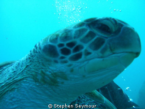 Turtle by Stephen Seymour 